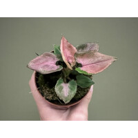 Syngonium Pink Perfection