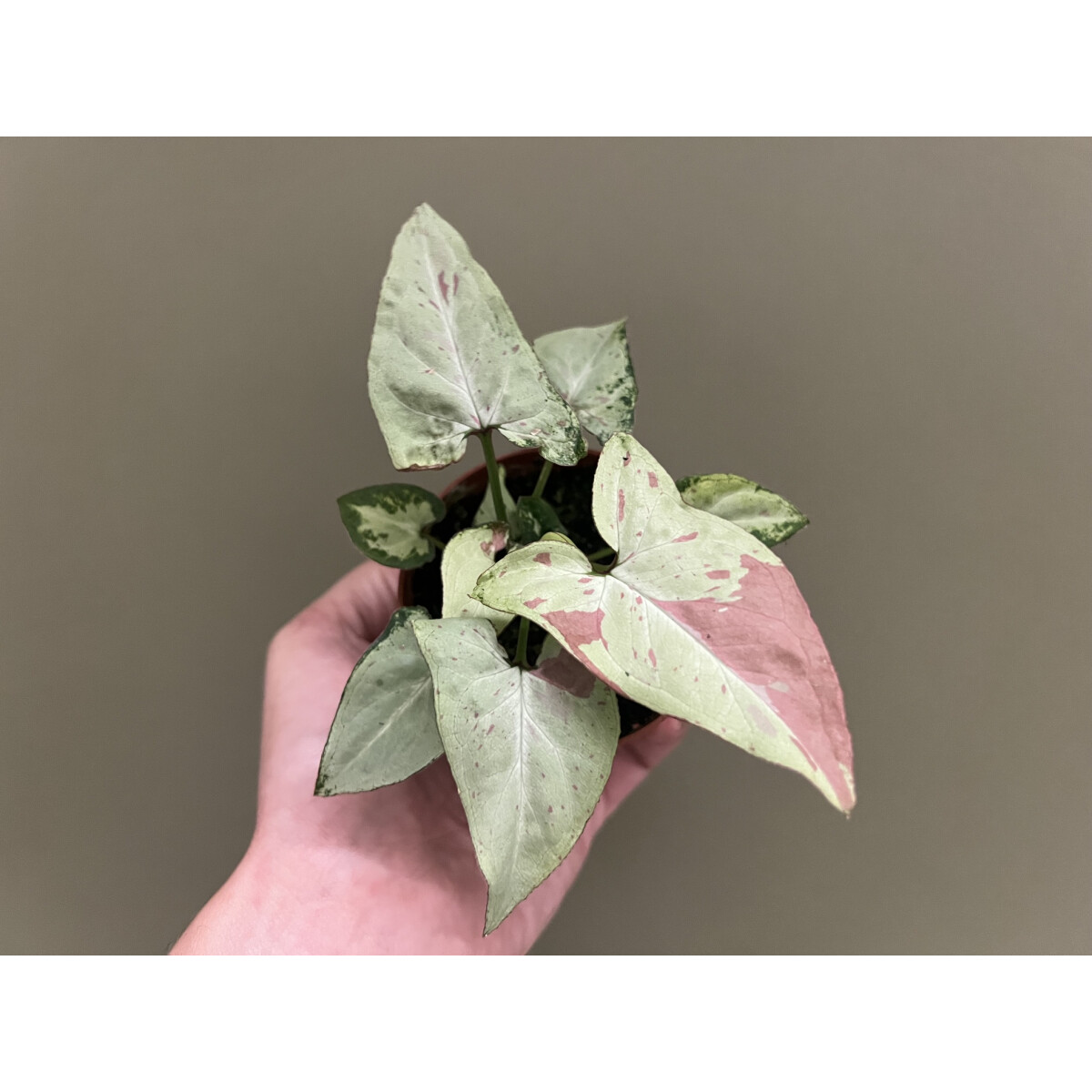 Syngonium Strawberry Milk box