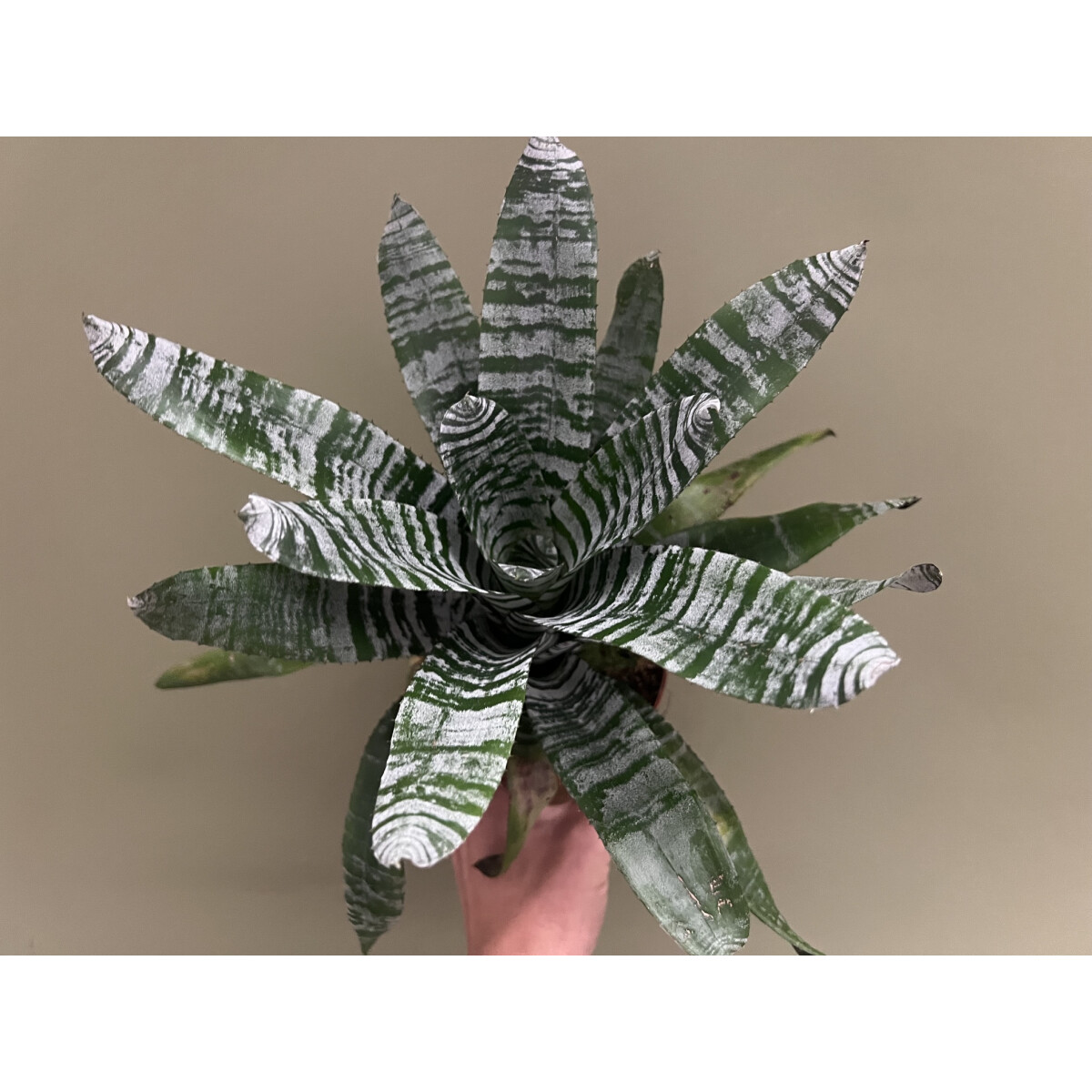 Aechmea chantinii box