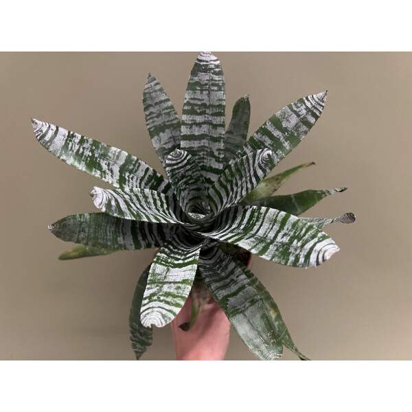 Aechmea chantinii