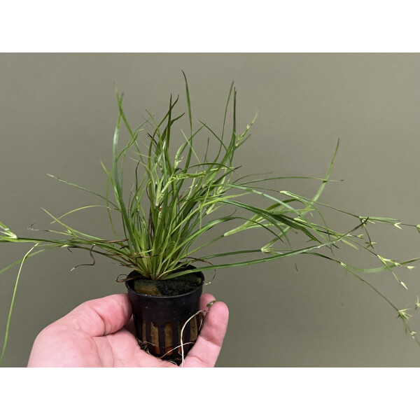 Juncus repens