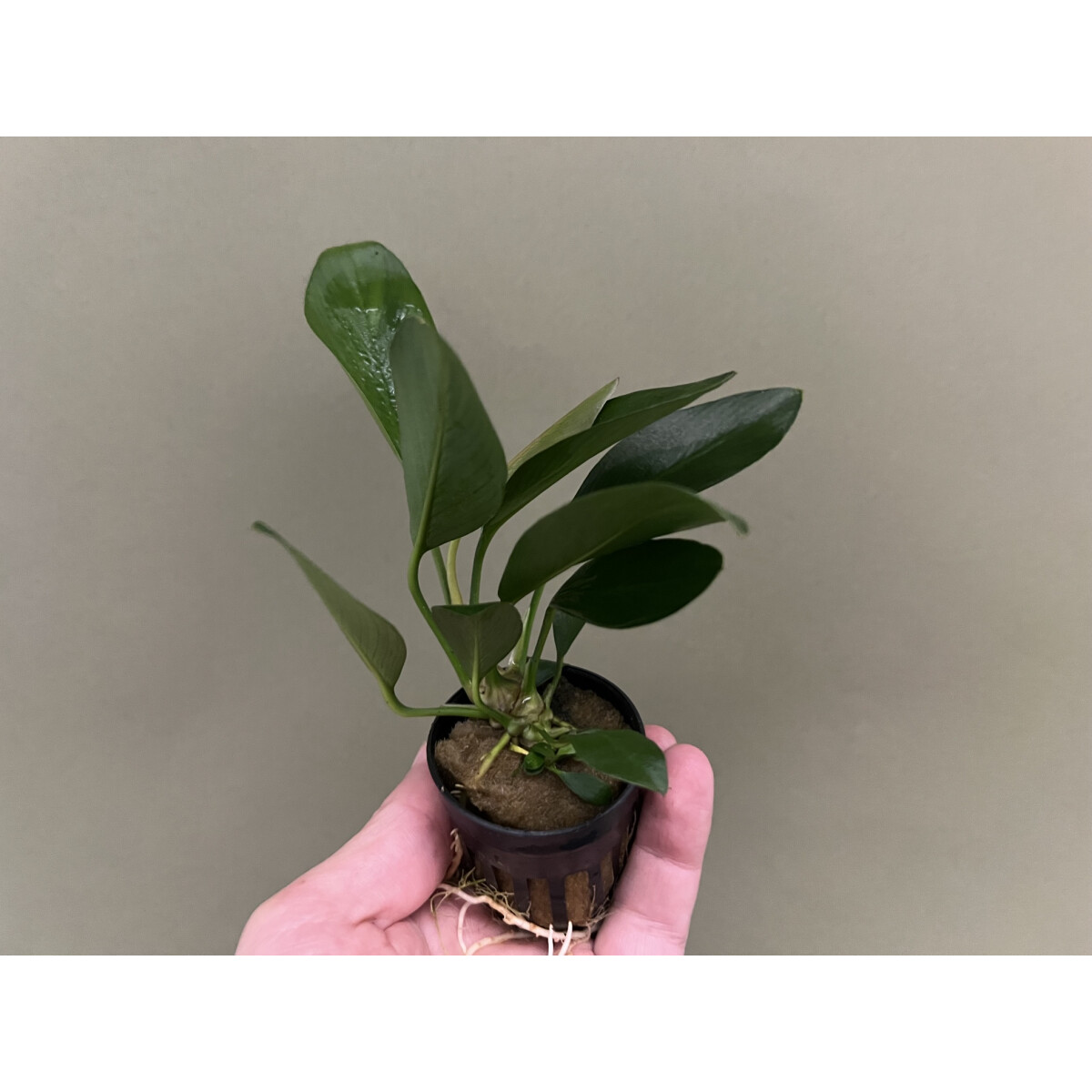 Anubias congensis box