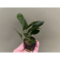 Anubias congensis
