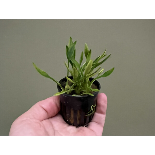 Cryptocoryne parva