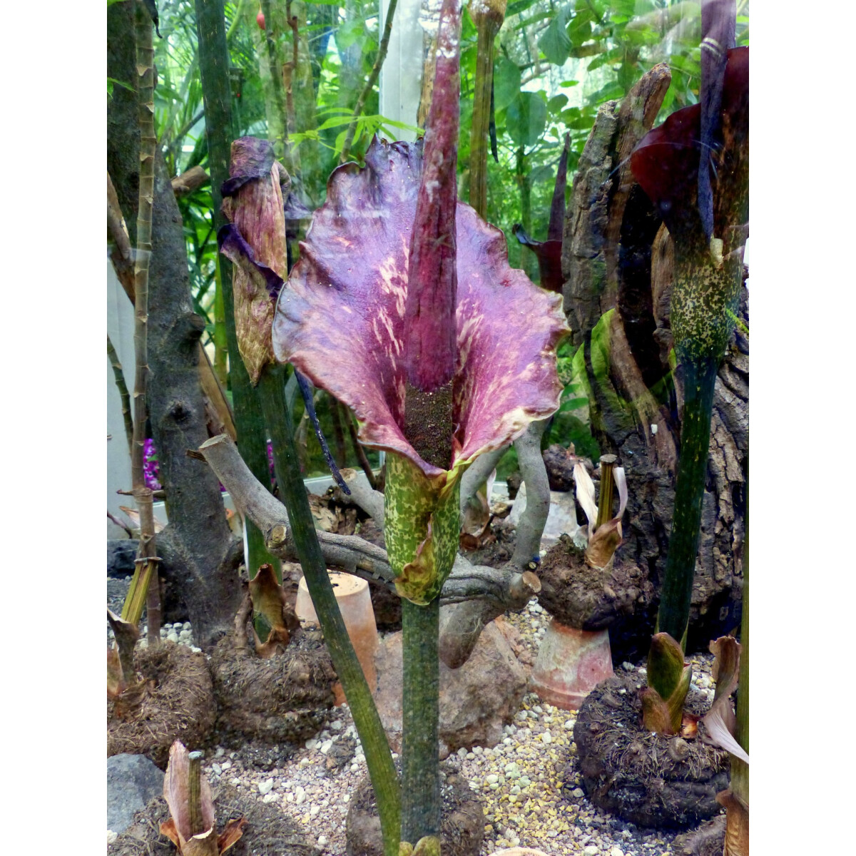 Amorphophallus konjac box