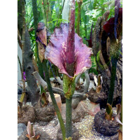 Amorphophallus konjac