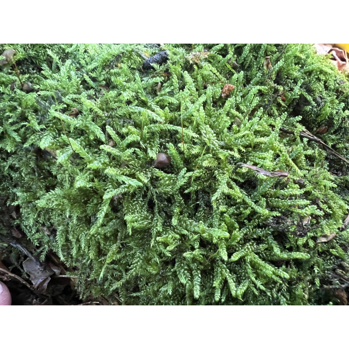 Japanisches Moos Thuidium japonicum box
