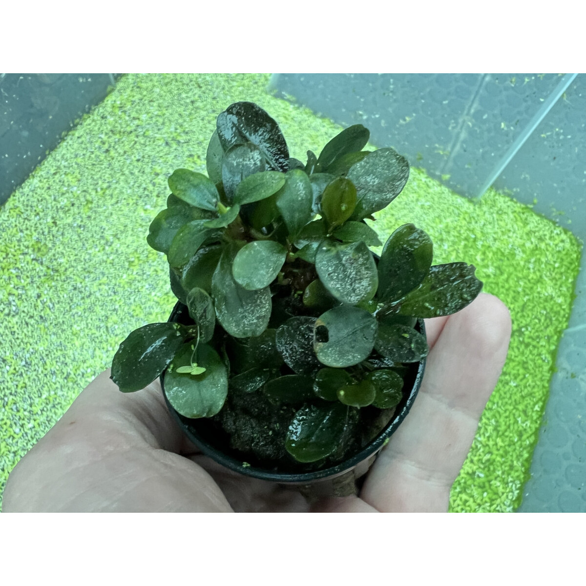 Bucephalandra sp. Indonesien box