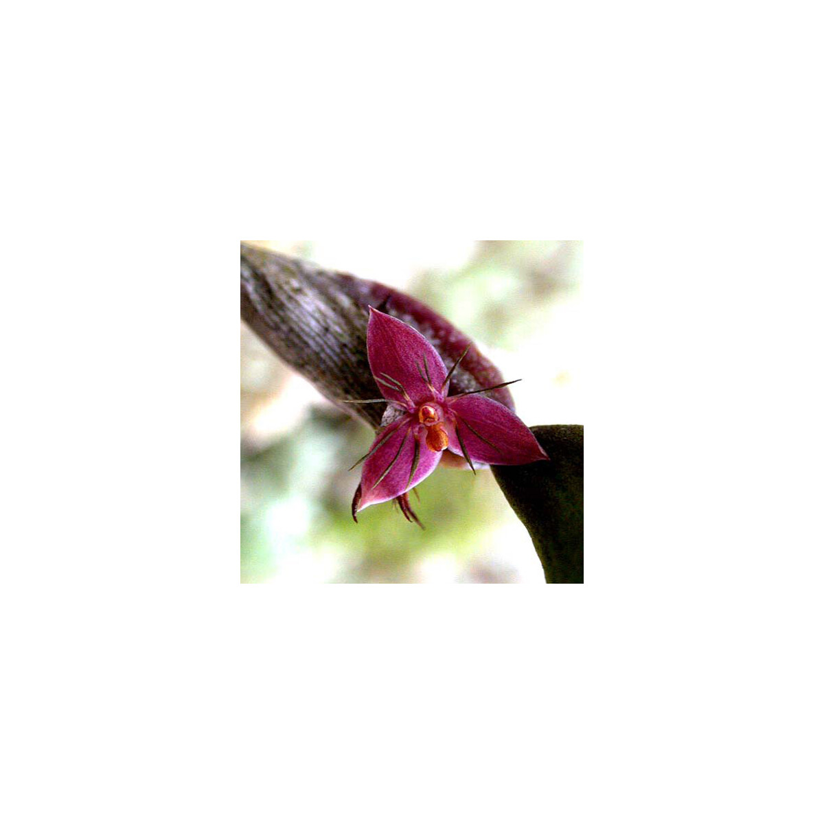 Bulbophyllum haniffii box