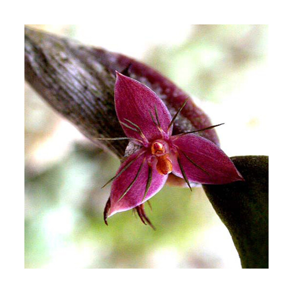 Bulbophyllum haniffii
