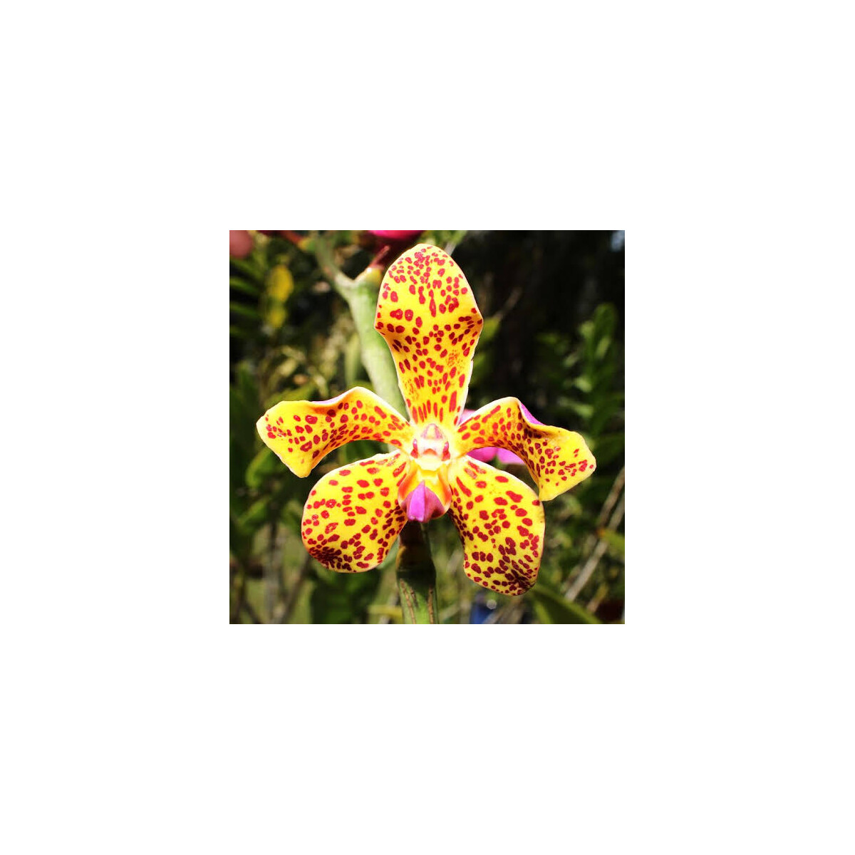 Vandopsis lissochiloides box