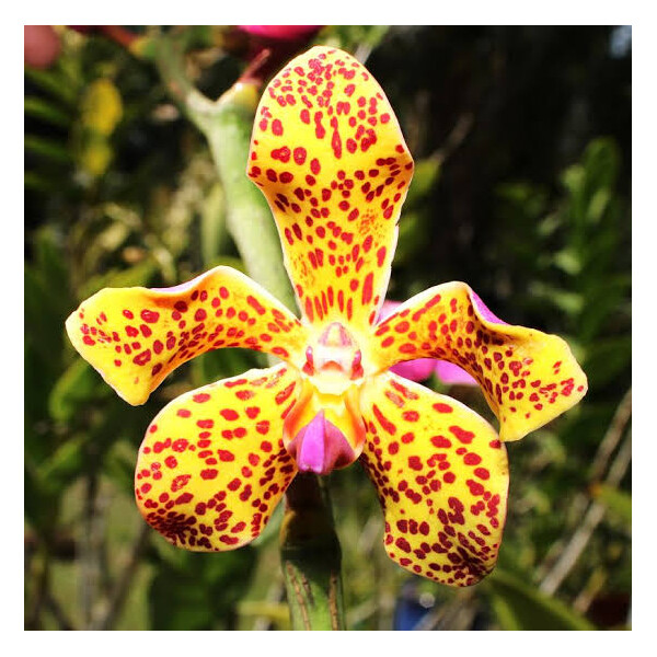 Vandopsis lissochiloides