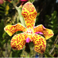 Vandopsis lissochiloides