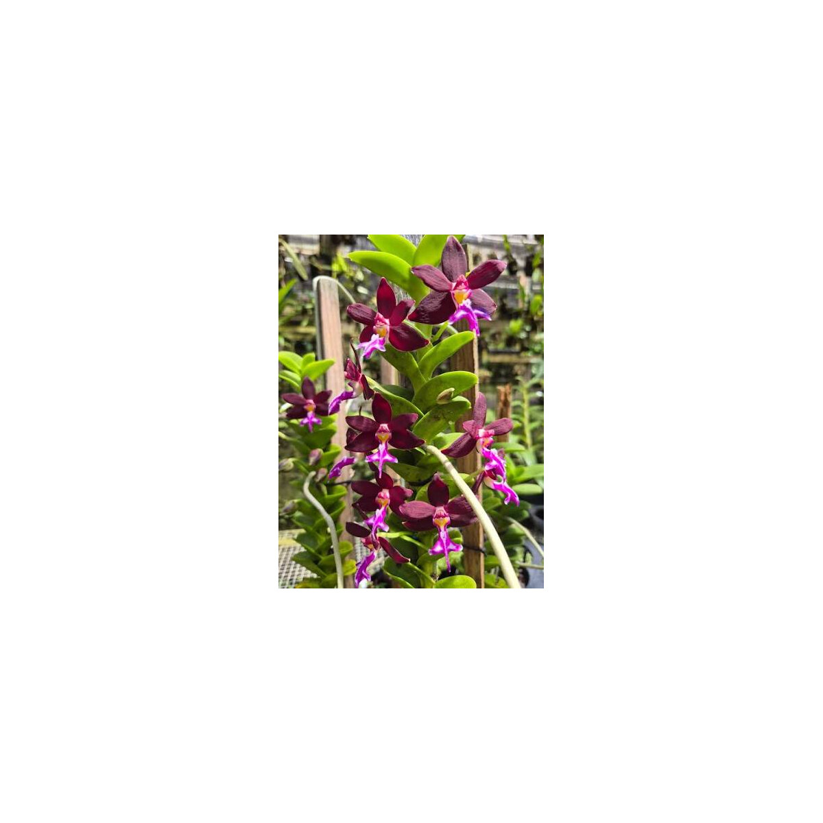 Trichoglottis atropurpurea box