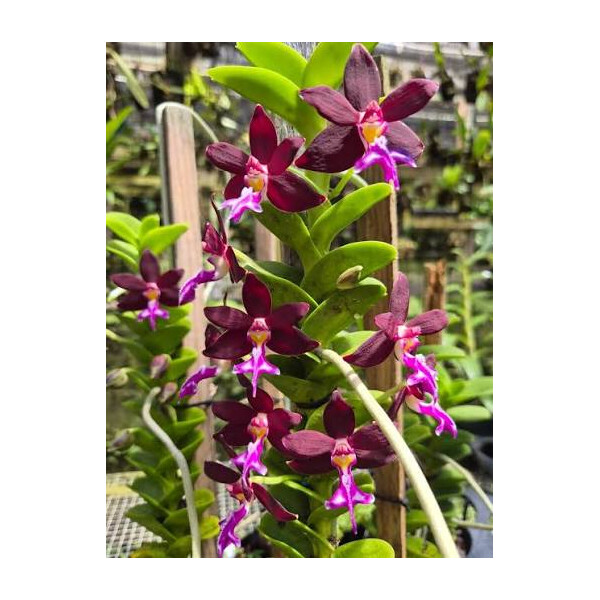 Trichoglottis atropurpurea