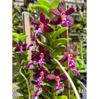Trichoglottis atropurpurea