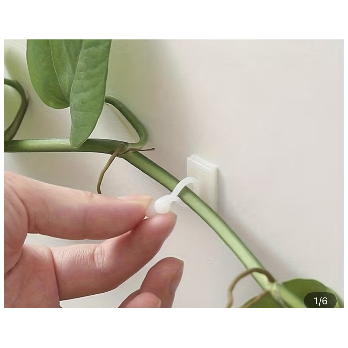 Rankhilfe für Philodendron oder Epi box