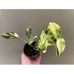 Epipremnum aureum Churchill Gold