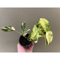 Epipremnum aureum Churchill Gold