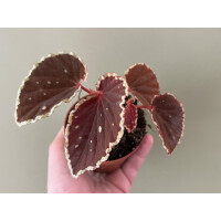 Begonia darthvaderiana Green Spots