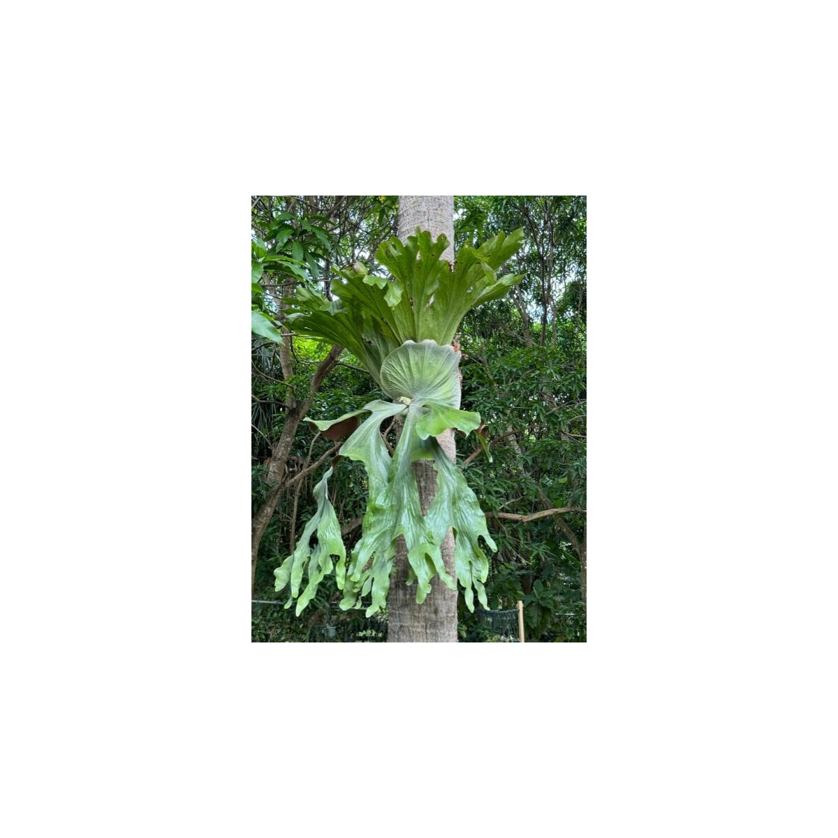 Platycerium grande - Giant Staghorn Fern