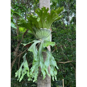 Platycerium grande - Giant Staghorn Fern