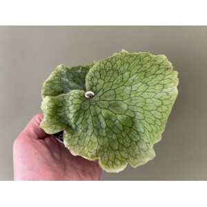 Platycerium grande - Giant Staghorn Fern