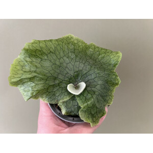 Platycerium grande - Giant Staghorn Fern