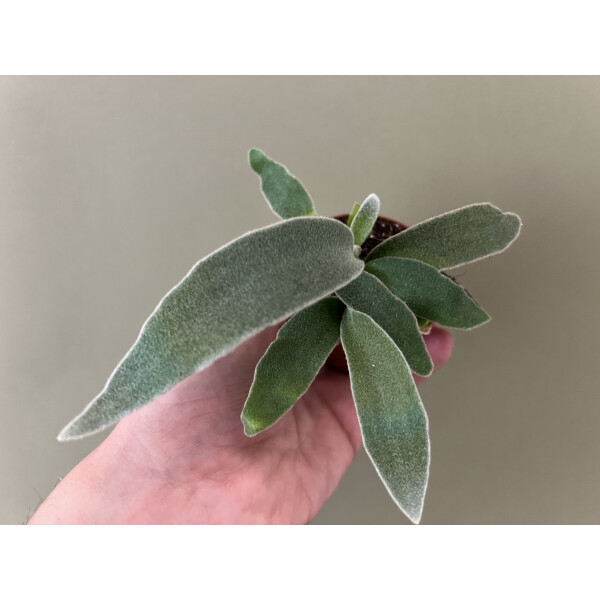 Platycerium veitchii – Silver Staghorn Fern