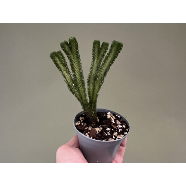 Huperzia urbanii