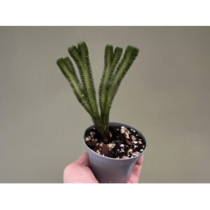 Huperzia urbanii