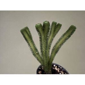 Huperzia urbanii