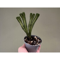 Huperzia urbanii