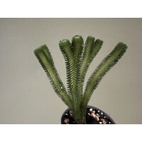 Huperzia urbanii
