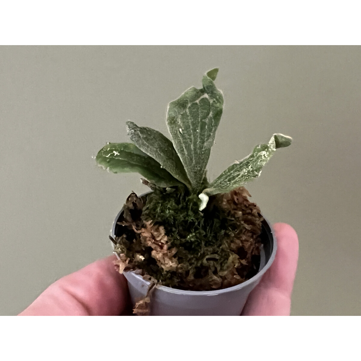 Platycerium wings of angel box