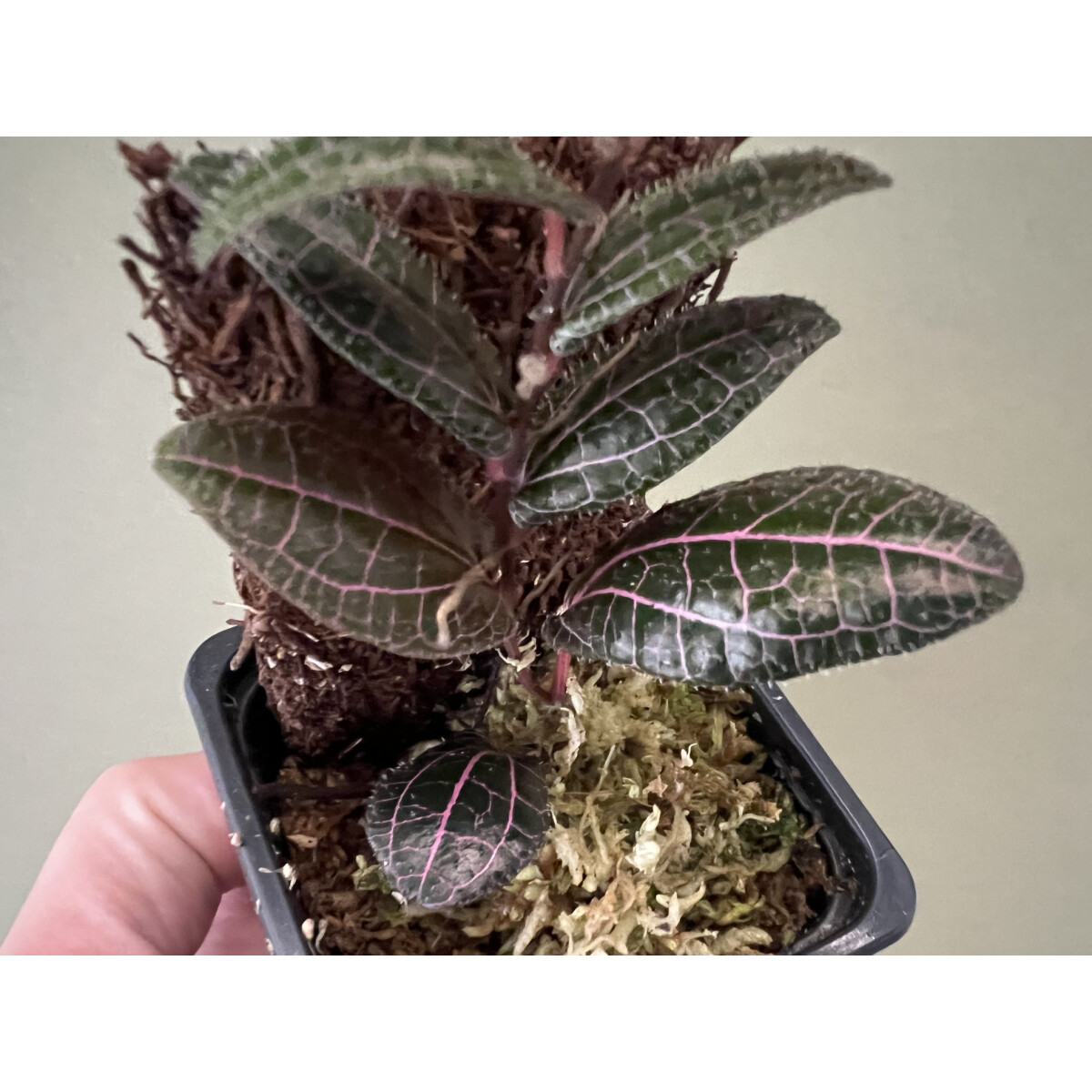 Piper Pink spec. Indonesia box