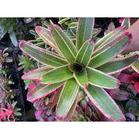Neoregelia Giant Striped