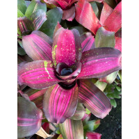 Neoregelia Pink NEU