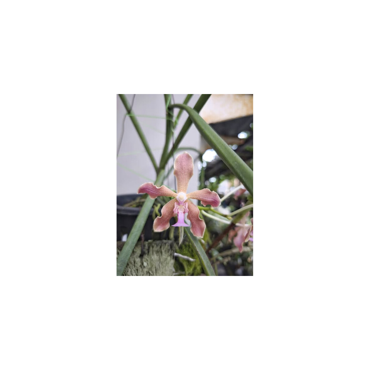 Paraphaelonopsis labukensis x Vanda insi box