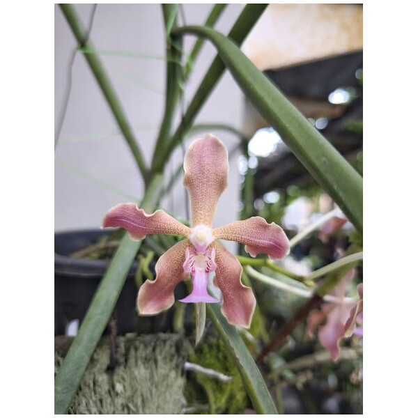 Paraphaelonopsis labukensis x Vanda insignis