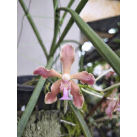 Paraphaelonopsis labukensis x Vanda insignis