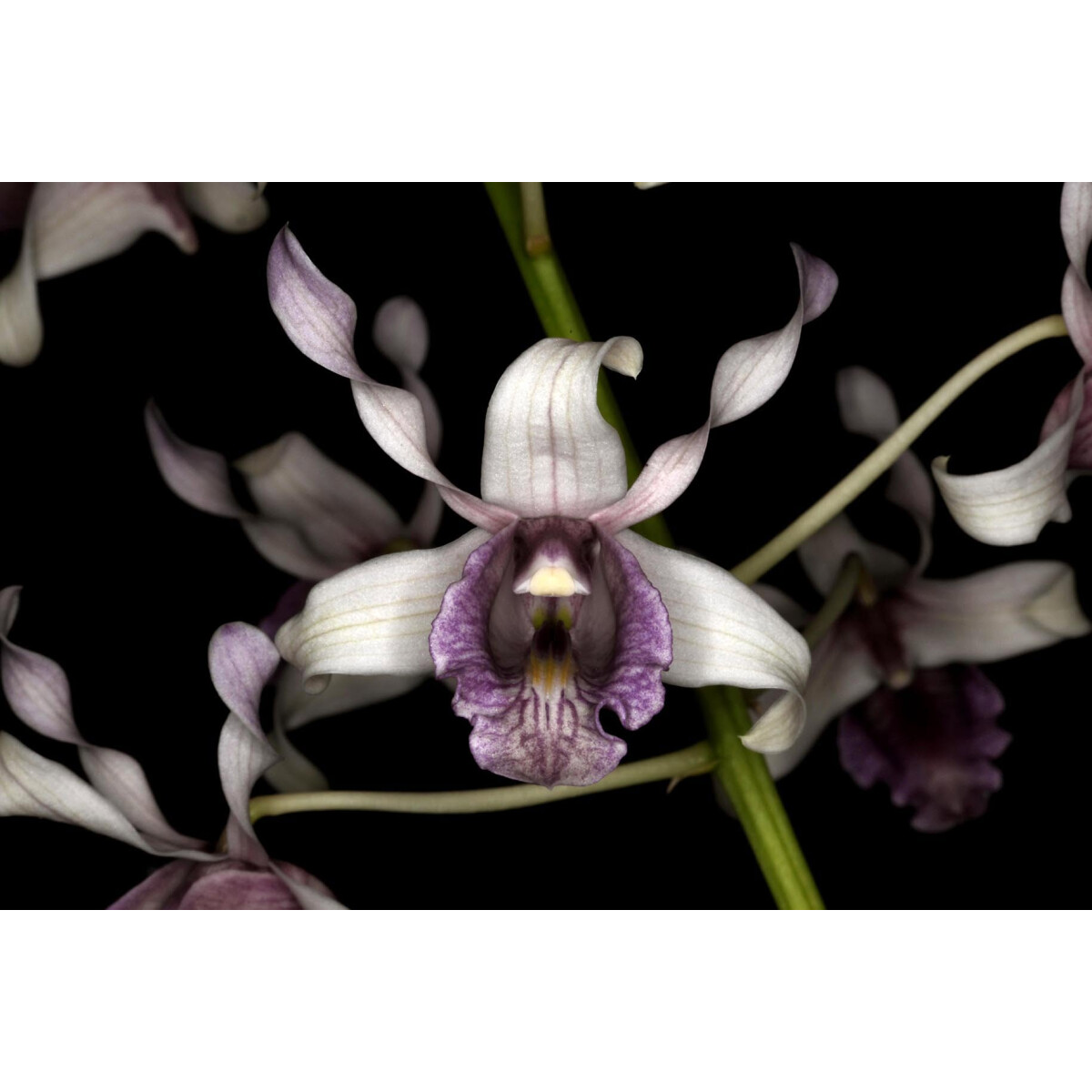 Dendrobium ionoglossum box
