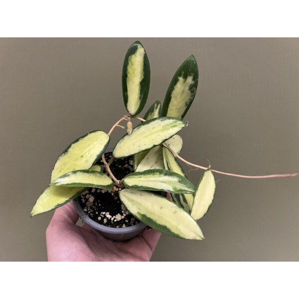 Hoya Acuta Yellow Variegated