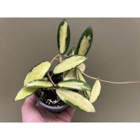 Hoya Acuta Yellow Variegated