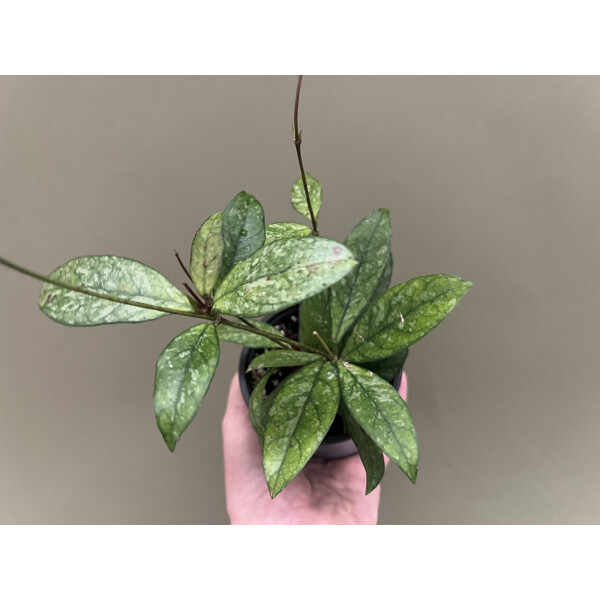 Hoya crassipetiolata Splash