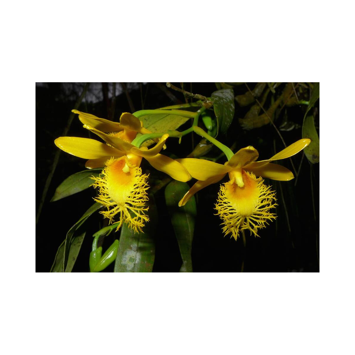 Dendrobium brymerianum box