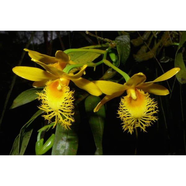 Dendrobium brymerianum