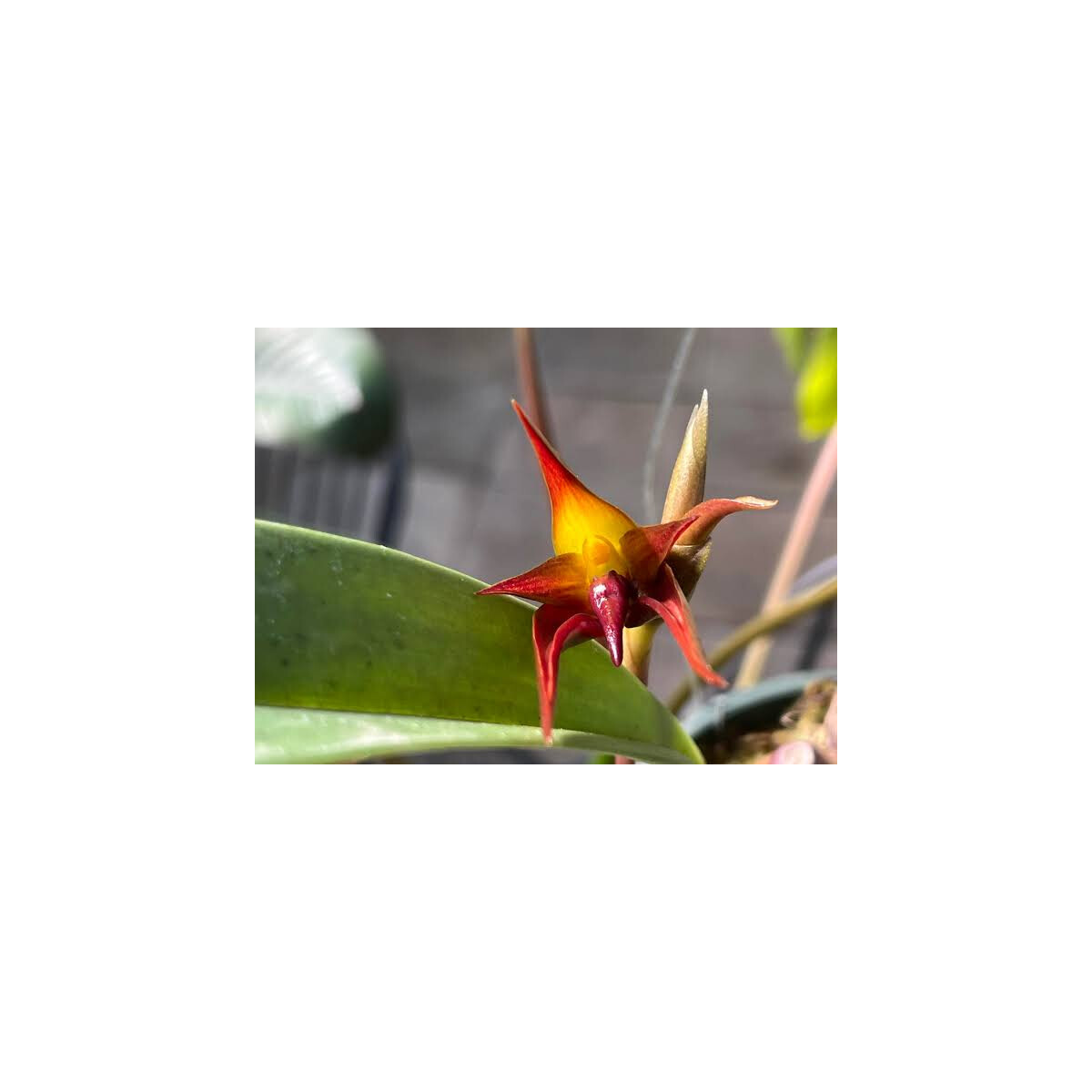 Bulbophyllum papulosum Babyplant
