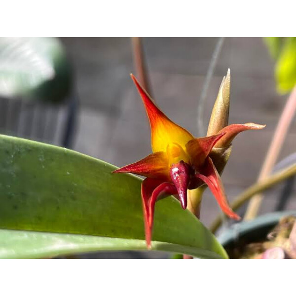 Bulbophyllum papulosum Babyplant