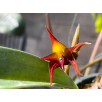 Bulbophyllum papulosum Babyplant